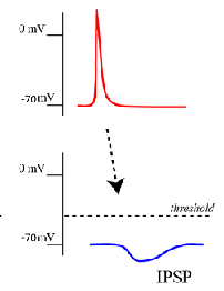 <p>Negative voltage shift</p><p>Decreases the likelihood that the post synaptic neuron will fire action potentials</p>