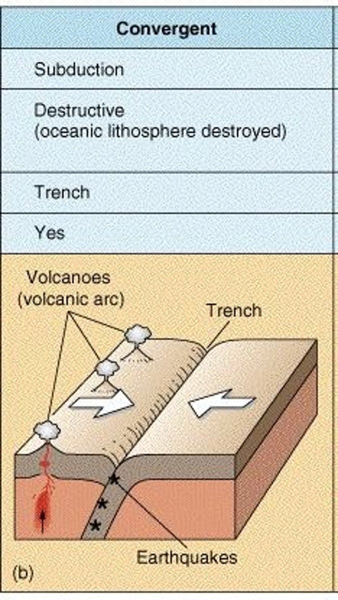 <p>Where tectonic plates move towards each other.</p>