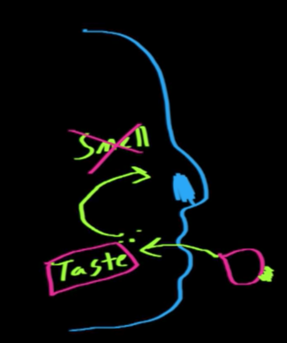 <p>When someone eats, molecules travel to the back of the throat and nose, so when eating one's sense of taste is being used in conjunction with one's sense of smell. When someone has a cold, their sense of smell is knocked out, therefore diminishing their sense of taste.</p>