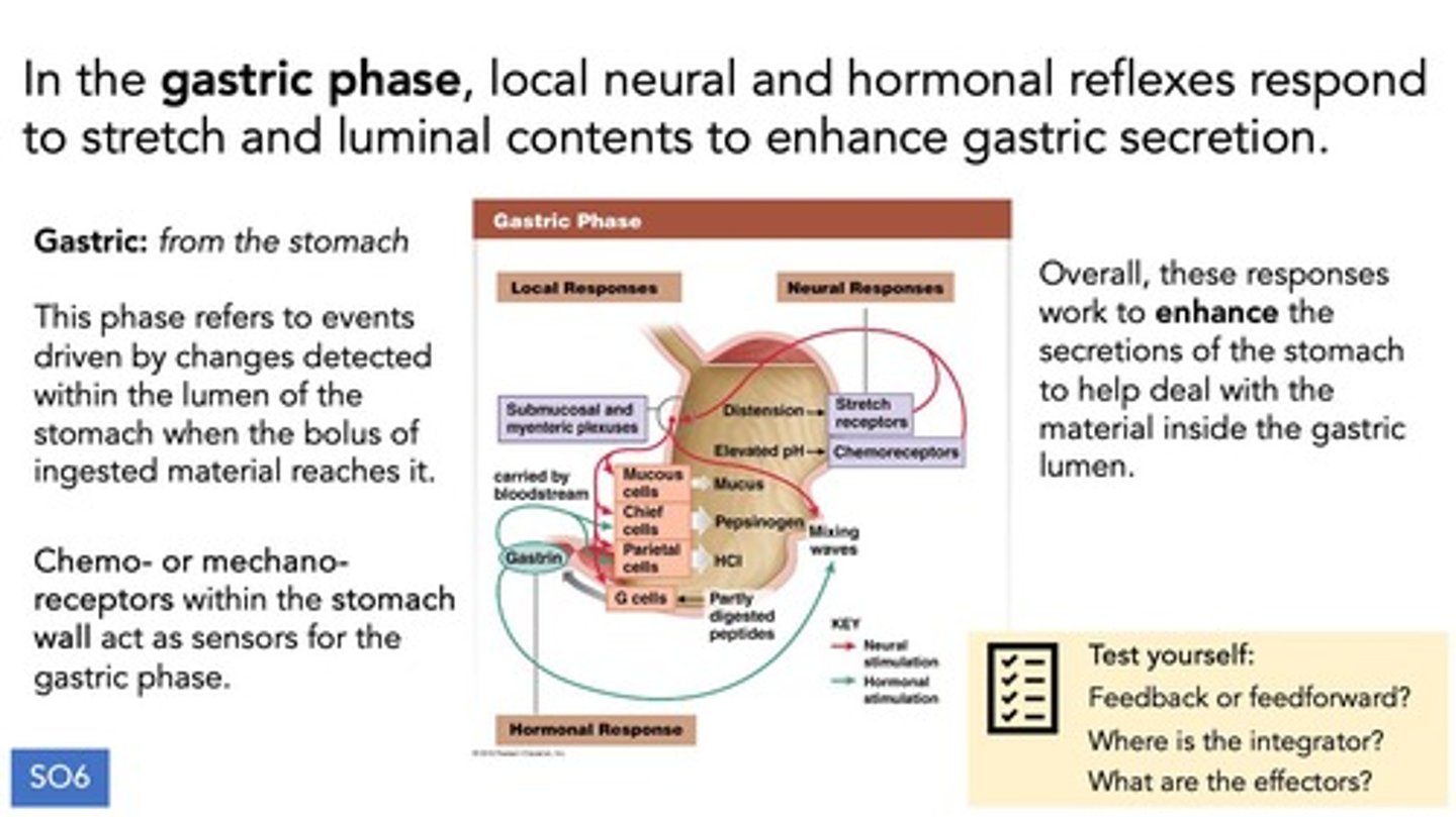 <p>It is generated from the stomach and enhances secretion and contraction.</p>