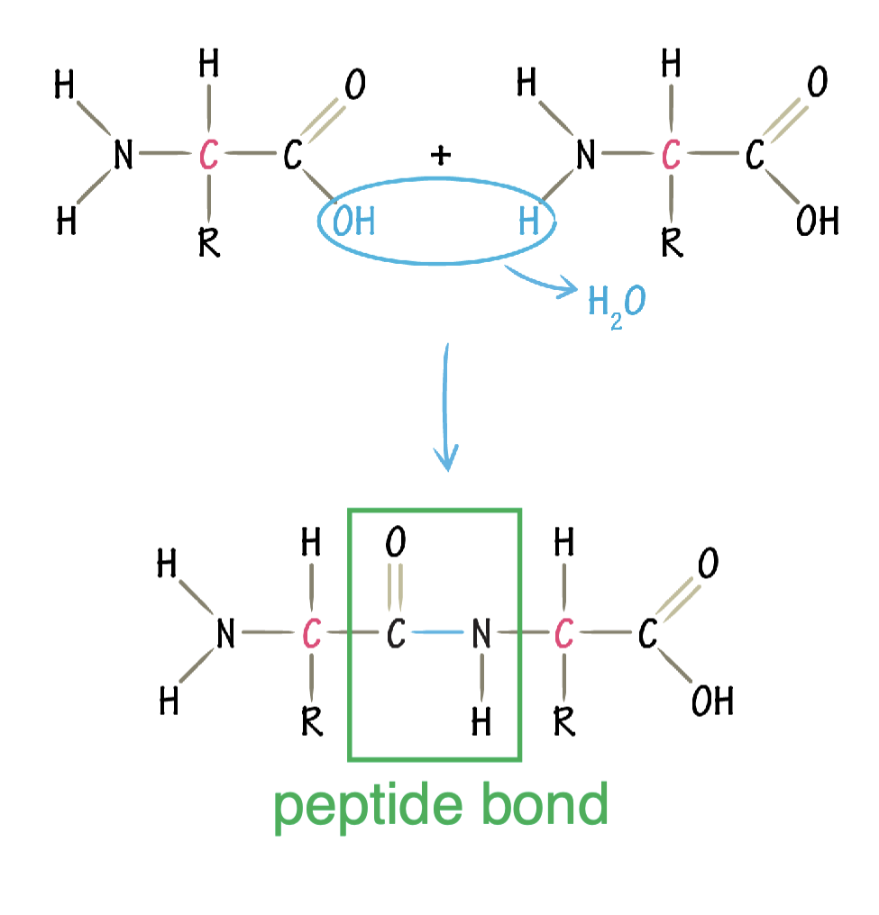 <p>dehydration synthesis reaction</p><p></p>
