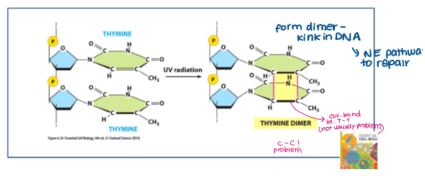<p>promotes covalent linkage between two adjacent <strong>pyrimidines (C/T), </strong>forming:</p><ul><li><p><mark data-color="purple" style="background-color: purple; color: inherit;">C-C dimers</mark></p></li><li><p>T-T dimers</p></li></ul><p>forms a <strong>kink </strong>in DNA so DNA polymerase will pair C with A rather than G.</p><p>NER (nucleotide excision repair) fails to repair damaged DNA</p><p></p>