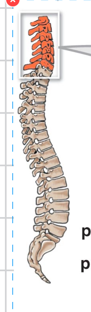 <p>Which Vertebrae is this?</p>