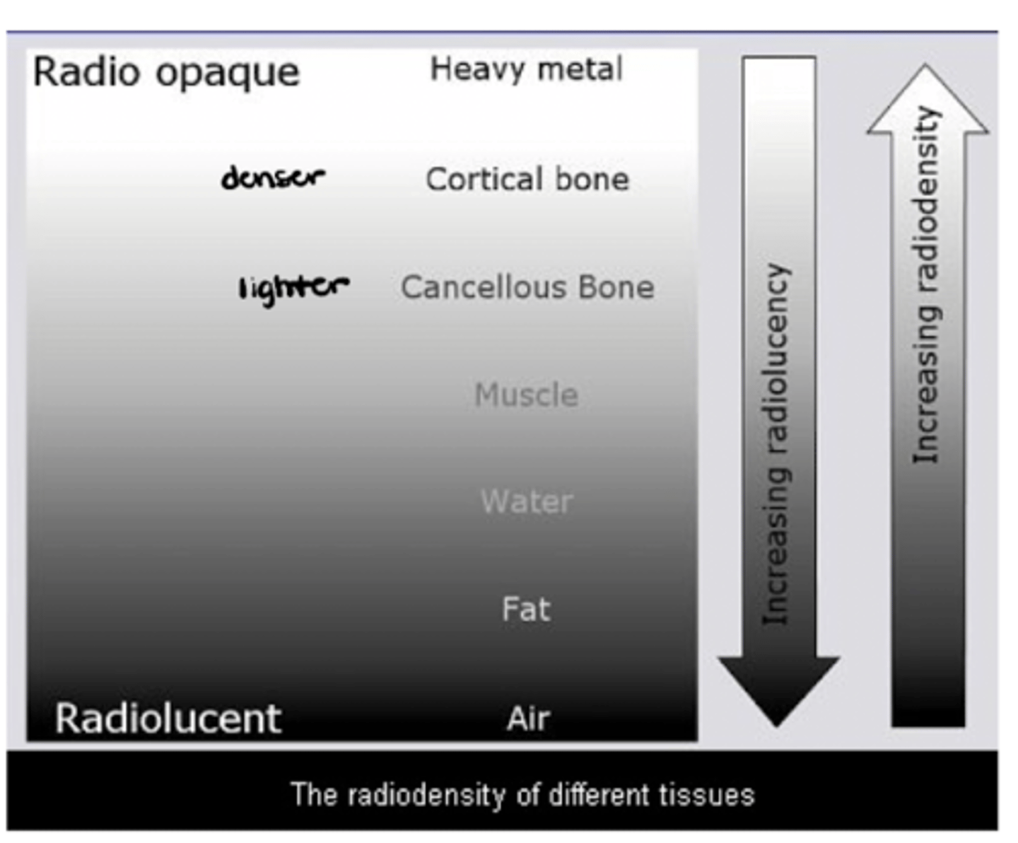 <p>Heavy metal --> cortical bone --> cancellous bone --> muscle --> water --> fat --> air</p>