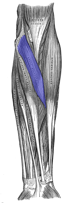 <p>Pronator Teres </p>