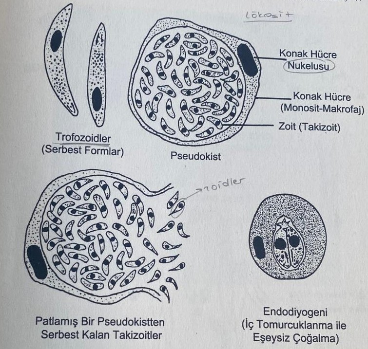 <img src="https://knowt-user-attachments.s3.amazonaws.com/f1d24874-fb38-4818-81b0-1490e7ea22c7.jpg" data-width="100%" data-align="center" alt="knowt flashcard image"><img src="https://knowt-user-attachments.s3.amazonaws.com/904a0ee2-30da-405b-9f84-4fb2d511c80c.jpg" data-width="100%" data-align="center" alt="knowt flashcard image"><p></p>