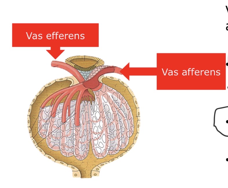 <p>Um die Funktion aufrecht zu erhalten muss der renale Blutfluss und der Glomerulumdruck konstant gehalten werden. Bei Schwankungen reagieren die Wiederstandsfähigen Gefässe: Vas Afferenet und Vas Effferent mit Tonusanpassung. Bei einem Syst. Druck von unter 70mmhg kann die Autoregualtion nicht mehr gewährleistet werden. Verschiedene Mechanisem sind an der Autoregulation beteiligt: </p><ul><li><p>Bayliss effekt oder myogener Autoregulationsmechanimus </p></li><li><p>Prostaglandine → fetthaltige Botenstoffe. Wirken Lokal</p></li><li><p>Tubologlobeluläres Feedback </p></li></ul><p></p>