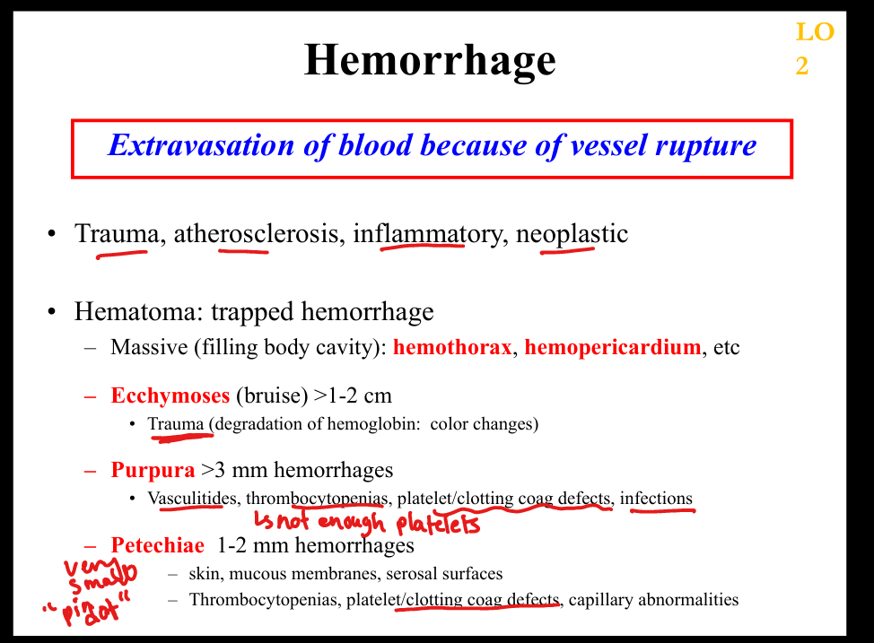<p>3–10 mm hemorrhages due to vasculitis or thrombocytopenia </p>