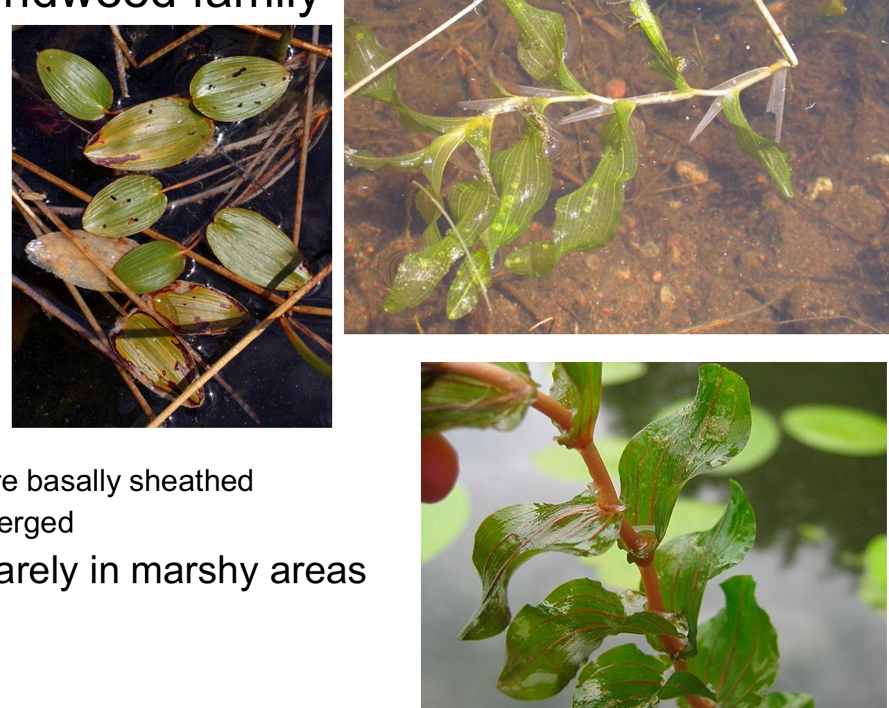 <p>Potamogetonaceae - <strong>pondweed family</strong><br><strong><u>Only in freshwater </u></strong>and rarely in marshy areas</p><p>-- Perennial<br>*****<strong>Leaves Alternate or opposite and are basally sheathed Blades are floating or submerged </strong></p><p>**Floral characteristics Small axillary spikes <br>Floral parts in sets of 4 <br>Fruit and Seeds 1-4 drupelets or achenes</p><p>---- <strong>Cotyledon Can looked coiled </strong><br>Stems Herbaceous Often jointed <br>Roots Fibrous roots with rhizomes <br><br></p>