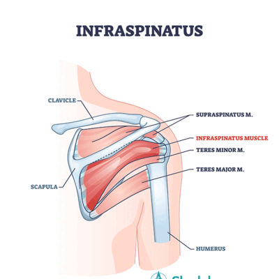 <p>M. Infraspinatus</p>