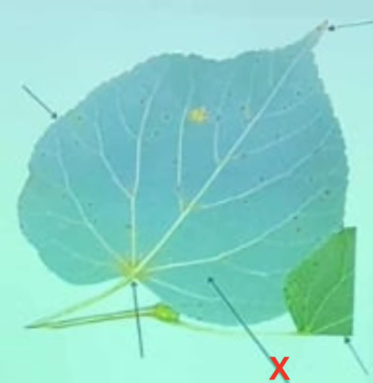 term image