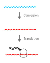 <p>negative-sense RNA single-stranded RNA virus</p>