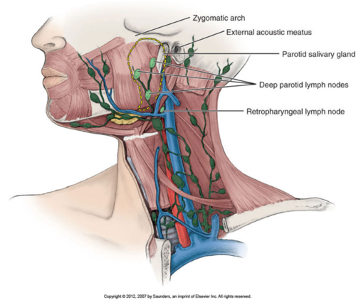 <p><span>- Drains the pharynx, palate, paranasal sinuses, and nasal cavity/ behind the pharynx</span></p>