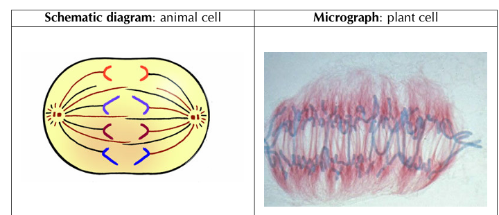<p>• The centromere of each chromosome divides into two. (Called daughter chromosomes) </p><p>• The two chromatids separate.</p><p>• The spindle fibre contracts and pulls the chromatids to opposite poles.</p><p>• The two chromatids move to opposite poles.</p>