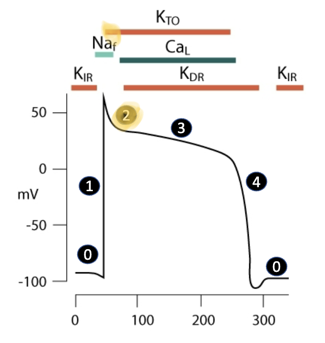 <ul><li><p>voltage-gated sodium channels rapidly inactivate at the <strong><u>peak</u></strong> of AP</p></li><li><p>sodium permeability <mark data-color="yellow" style="background-color: yellow; color: inherit"><u>decreases since it’s TOO positive</u></mark></p></li><li><p>cardiomyocytes go into <strong><u>refractory period</u></strong></p><ul><li><p><mark data-color="yellow" style="background-color: yellow; color: inherit">membrane potential begins to </mark><strong><mark data-color="yellow" style="background-color: yellow; color: inherit"><u>hyperpolarize</u></mark></strong><mark data-color="yellow" style="background-color: yellow; color: inherit"> due to transient outward current from K channels (K channels help maintain refractory)</mark></p></li></ul></li></ul><p></p>