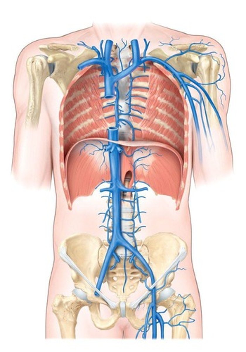 <p>Blood vessels that carry blood back to the heart, usually containing deoxygenated blood.</p>