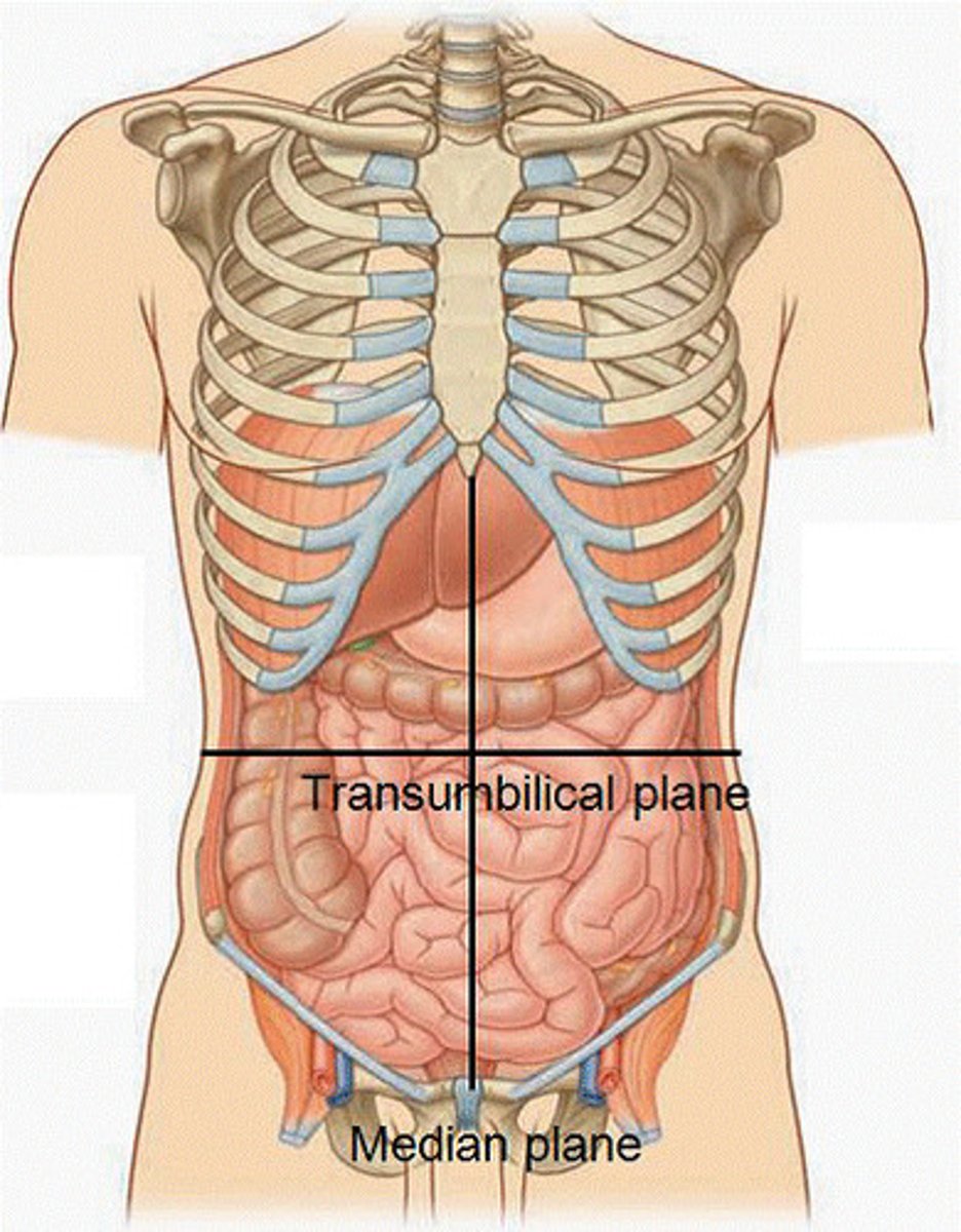 <p>1. Stomach</p><p>2. Spleen</p><p>3. Pancreas</p><p>4. Left half of the transverse colon</p><p>5. Left colic or splenic flexure of the colon</p><p>6. Superior part of the descending colon</p>