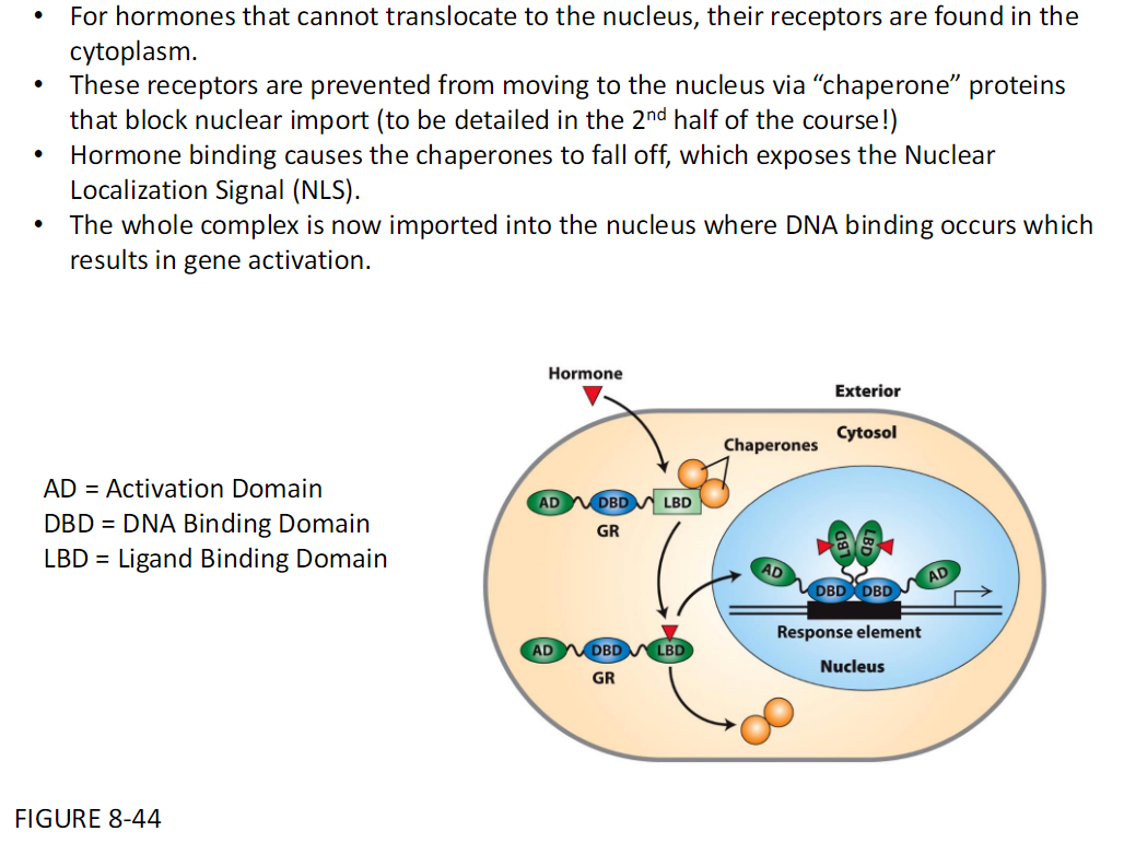 <p><strong>Cytoplasmic Receptors</strong><br> For hormones that cannot enter the nucleus, their receptors are in the cytoplasm</p><p><strong>Chaperone Proteins</strong><br> Receptors are kept out of the nucleus by chaperone proteins<br> Chaperones block nuclear import</p><p><strong>Hormone Binding</strong><br> Hormone binding makes chaperones detach<br> This exposes the Nuclear Localization Signal NLS</p><p><strong>Nuclear Import and Activation</strong><br> The receptor–hormone complex is imported into the nucleus<br> DNA binding occurs<br> This results in gene activation</p><p><strong>Domains</strong><br> AD = Activation Domain<br> DBD = DNA-Binding Domain<br> LBD = Ligand-Binding Domain</p>