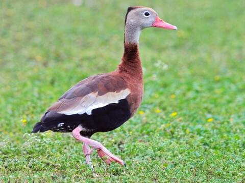 <p>males and females look the same (sexually monomorphic), pink legs and bill, black belly (duh), white wing patch</p>