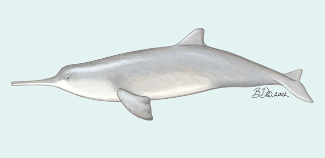 What’s the scientific name of the La Plata river dolphin?