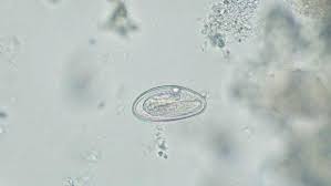 <ul><li><p>sign of fecal contamination </p></li></ul><p></p>