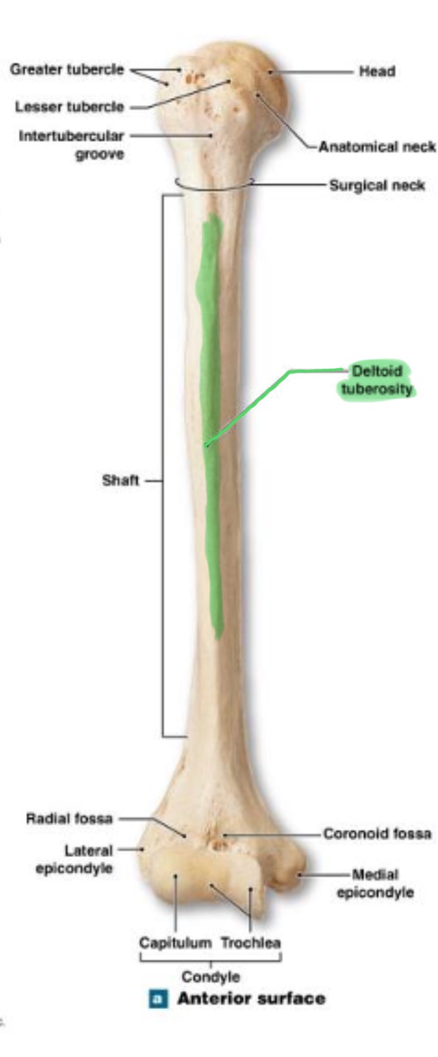 <p>on lateral surface, insertion for the deltoid muscle</p>
