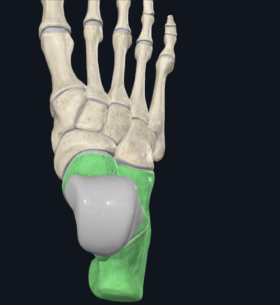<p>Conformada por el astrágalo (talus) y calcáneo</p>