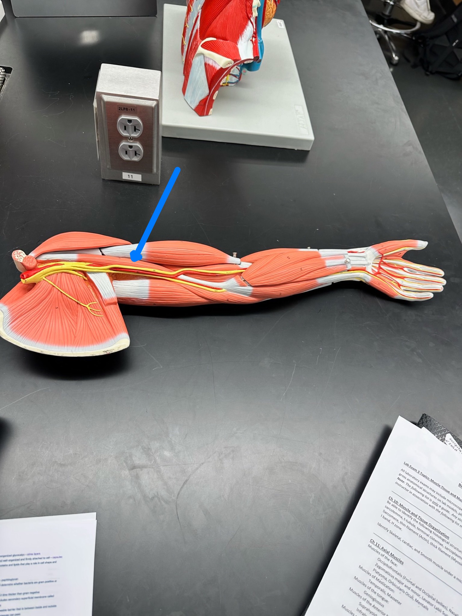 <p>ID muscle</p>