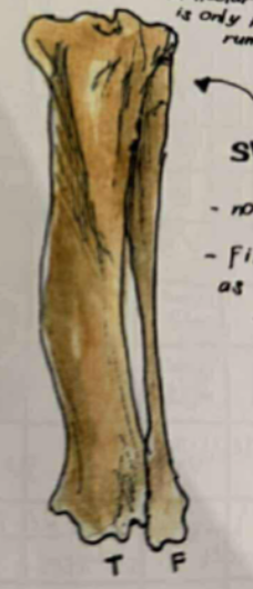 <p>tibial crest is long and distinct</p>