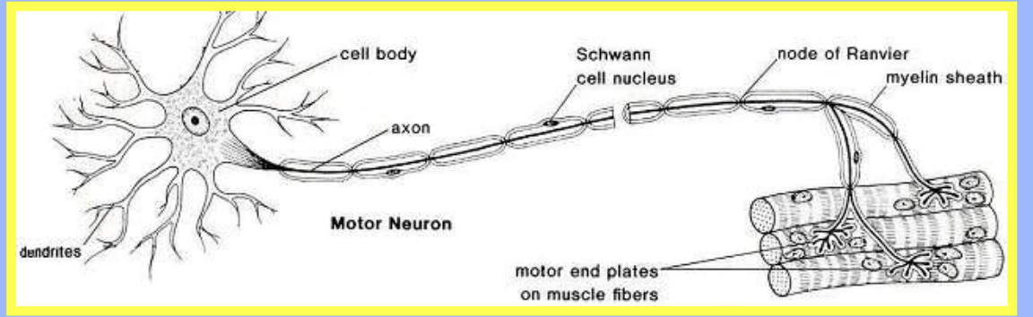<p>Dendrites are in the <strong>CNS</strong>; the axon extends <strong>outside the spinal cord</strong></p>