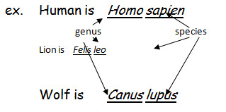 The name of Genus and the name of species.