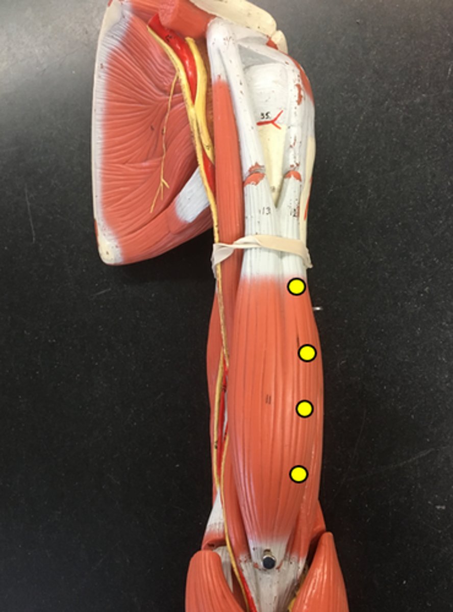 <p>on the lateral side</p>