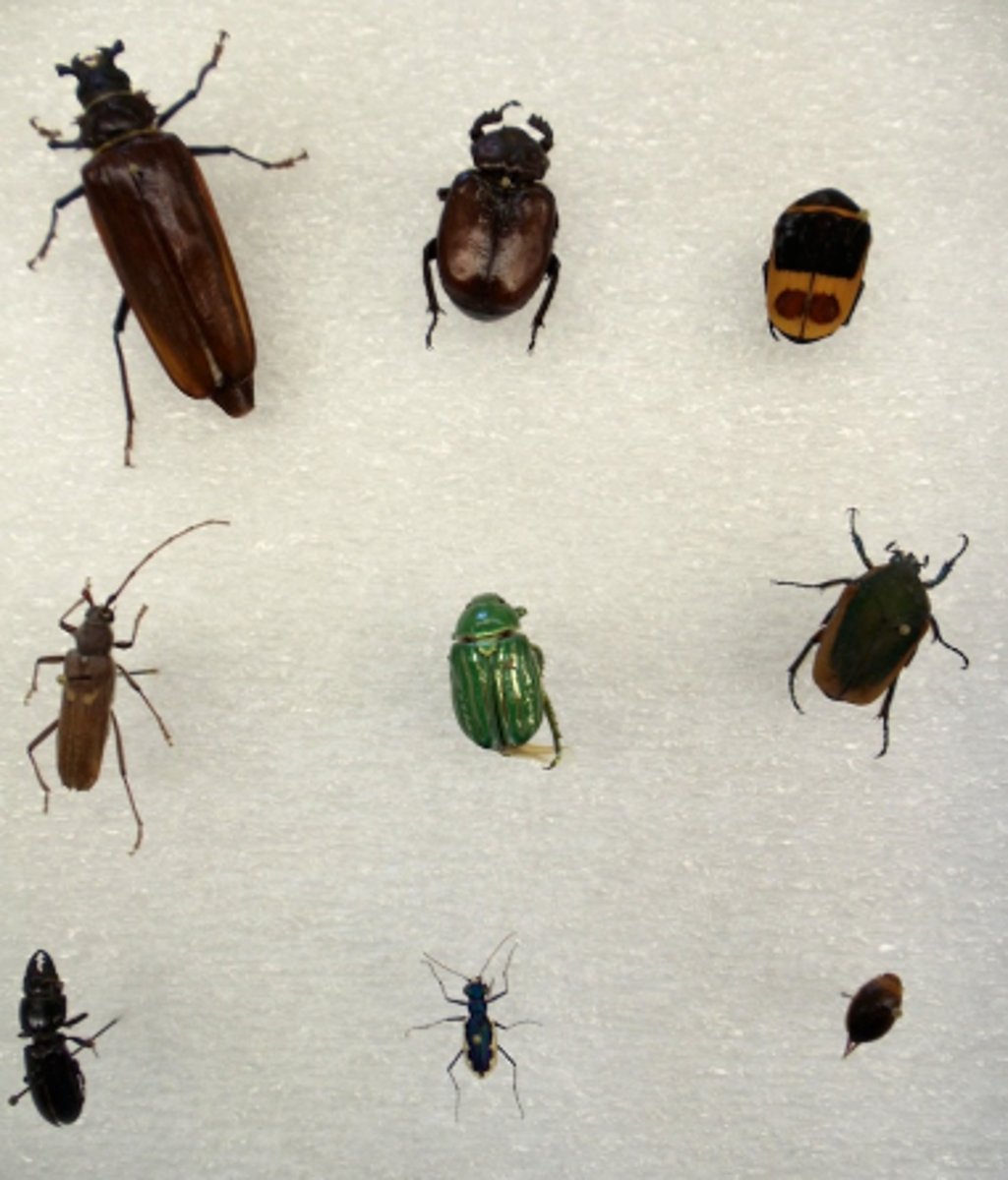 <p>beetles</p>