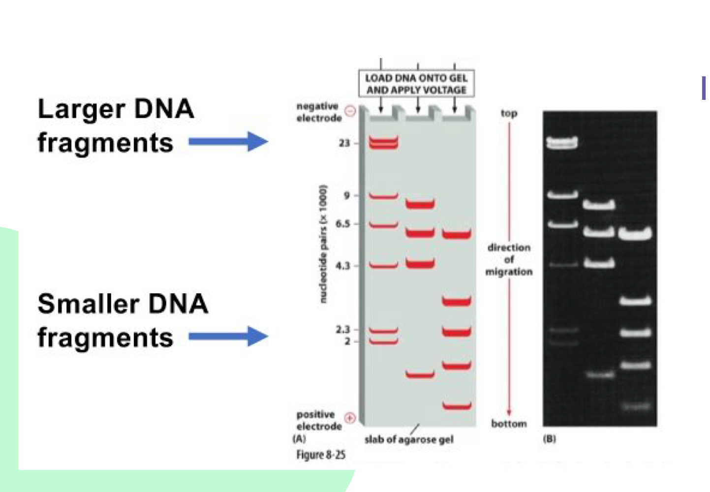 <p>DNA fragments separate by<strong> size/molecular weight</strong> in an<strong> negative electric field</strong>. Small fragments move <strong>faster</strong> to the <strong>bottom</strong>, <strong>larger</strong> fragments move<strong> slowly</strong> and stay <strong>higher</strong> on the gel</p>