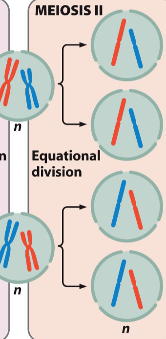 <ul><li><p>Separation of sister chromatids</p></li><li><p>Chromosome number is not affected (n → n), but the daughter cells have half the amount of DNA compared to the mother cells</p></li><li><p>Equational division</p></li></ul><p></p>
