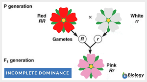 <h3><span class="heading-content"><mark data-color="green">Dominant and recessive phenotypes are not the only phenotypes. What are some other examples?</mark></span></h3>