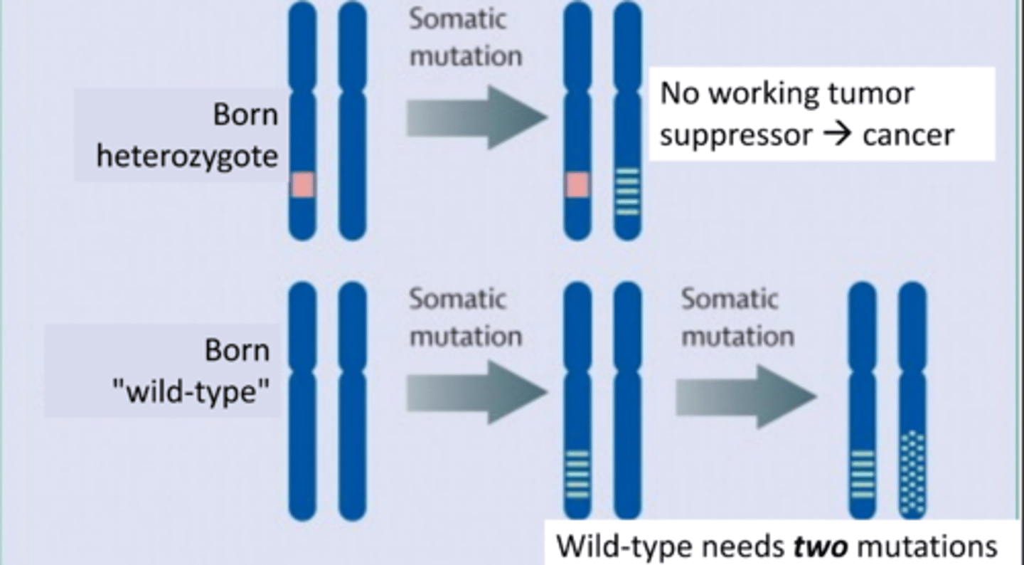 <p>Hets are just one mutation away from losing their only working tumor suppressor gene - wild type needs "two hits"</p>