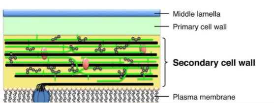 <p>primary or secondary walls (secondary walls have ligin)</p>