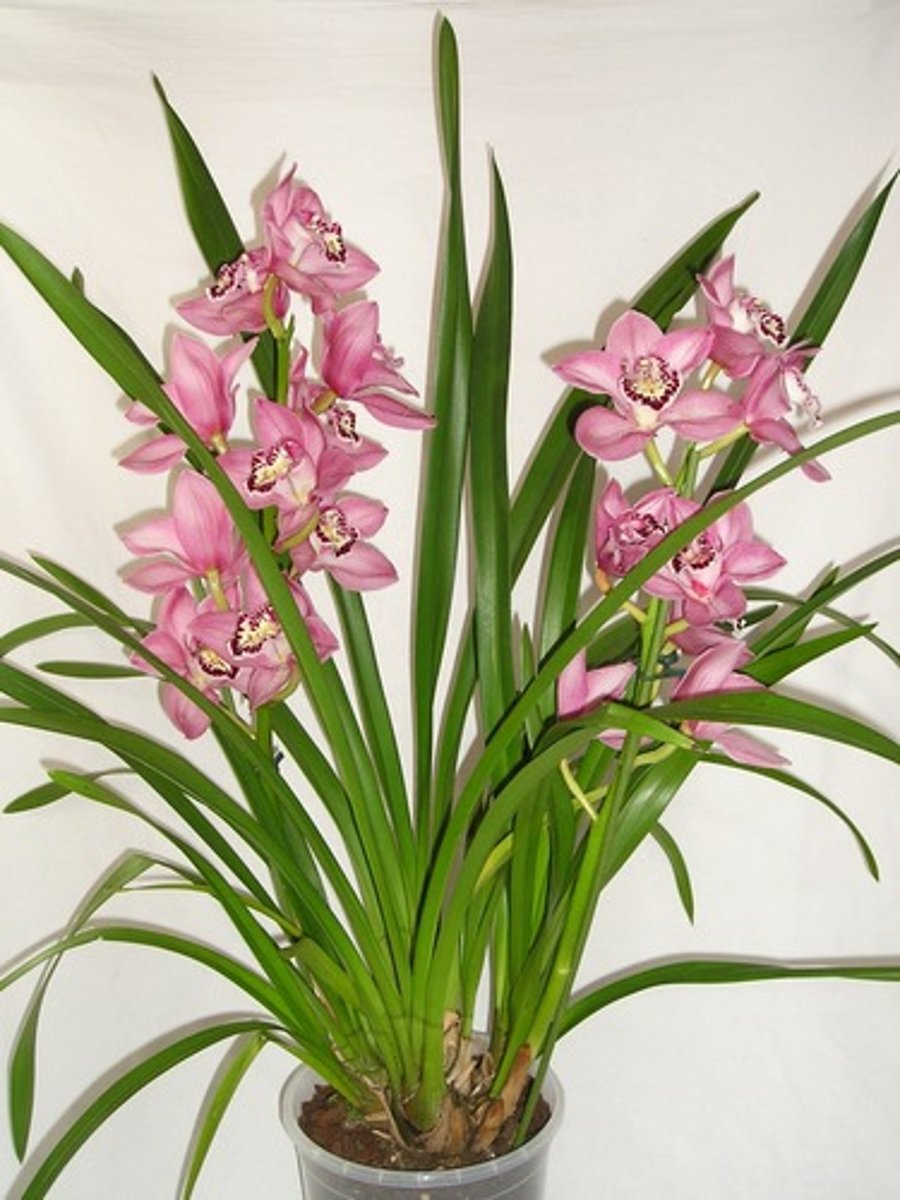 <p>Leaves are long and skinny compared to other orchids</p><p>5 petals to the flower</p><p>In the throat has a rolled up "tongue" inside of throat</p><p>No stem except for flower spike</p><p>Backside has a sharp midrib</p><p>Has "bulbs" just above the ground</p>