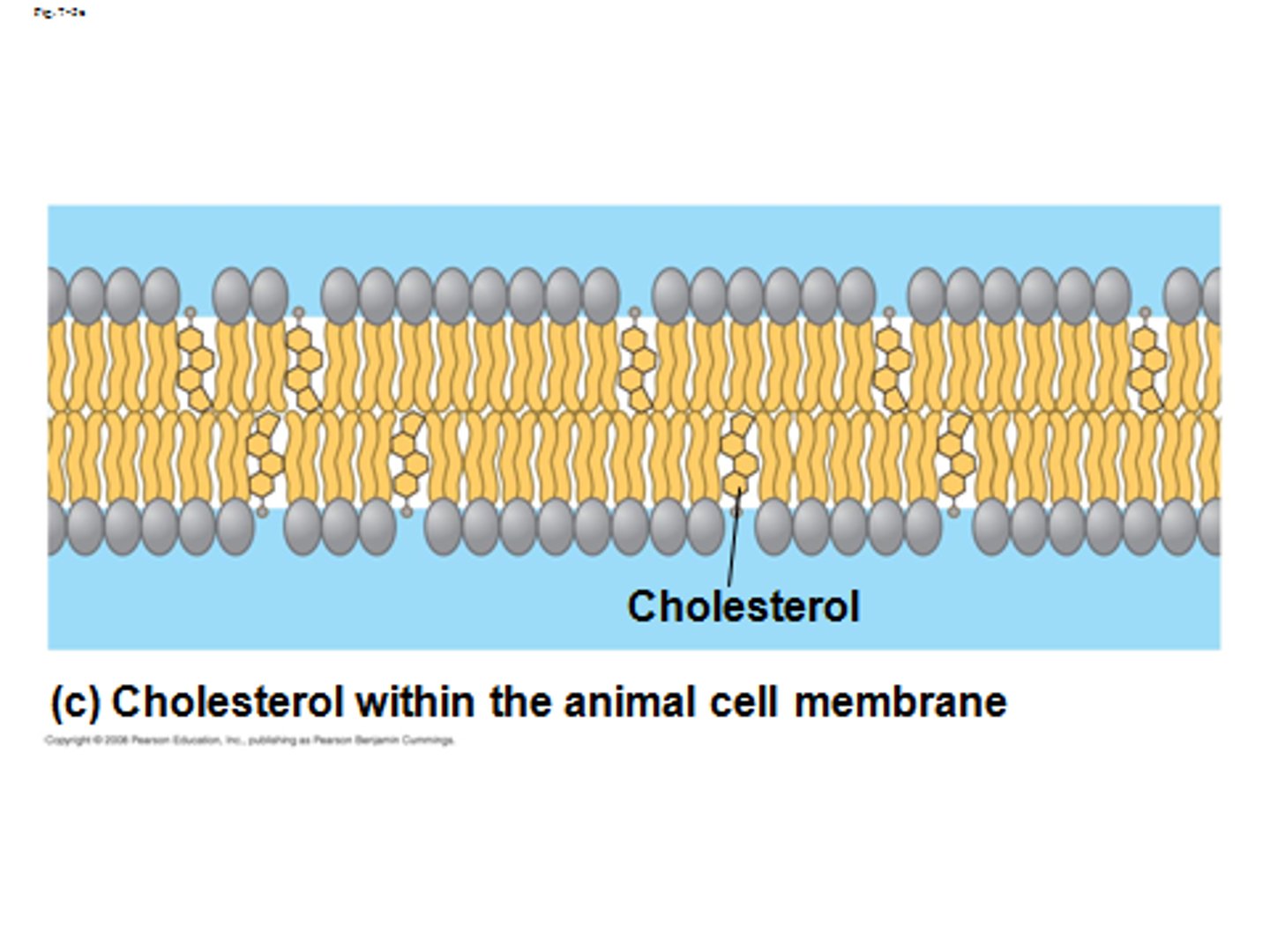 <p>warm: </p><p>restrains phospholipid movement</p><p>cool: </p><p>maintains fluidity by preventing tight packing</p>