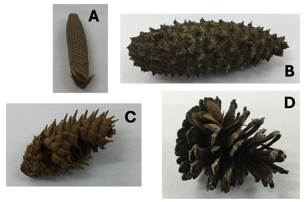<p>Structure ____ is an ovulate cone in its first year and can receive pollen:</p><ul><li><p>C</p></li><li><p>A</p></li><li><p>B</p></li><li><p>D</p></li></ul><p></p>