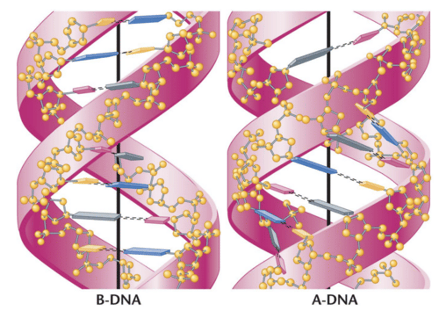 <p>Watson-crick DNA model of B-DNA</p><p>- seen under aqueous, low-salt conditions</p><p>alternative forms of DNA</p><p>- different conformations of DNA observed under different conditions of isolation</p><p>Under different conditions of isolation, different conformations of DNA are seen</p><p>A-DNA</p><p>-- slightly more compact than B-DNA</p><p>-- prevalent under high-salt or dehydration conditions</p><p>C-DNA, D-DNA, E-DNA, and P-DNA</p><p>-- right-handed forms of DNA</p><p>-- less compact than B-DNA</p><p>D-DNA and E-DNA</p><p>-- lack guanine</p><p>Z-DNA</p><p>-left handed double helix</p>