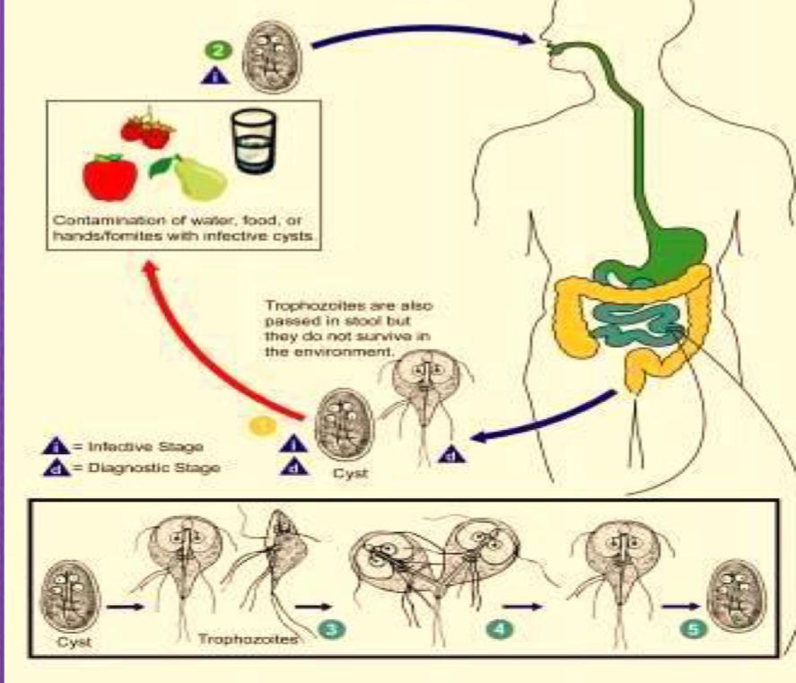 <p>Life cycle?</p>