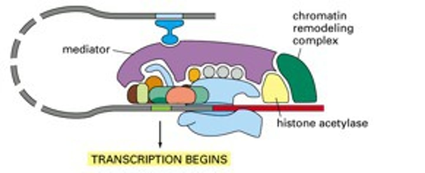 <p>a multisubunit complex that mediates the effects of regulatory transcription factors (that bind to enhancers or silencers) on the function of RNA polymerase II</p><p>----------------------</p><p>- affects the function of RNA poly. II</p><p>- can influence TFIIH to phosphorylate CTD</p>