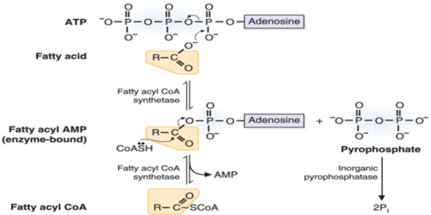 <p>True. Fatty-Acyl-CoA Synthetase needs to attach a CoA group to the fatty acid before the rate-limiting step.</p>