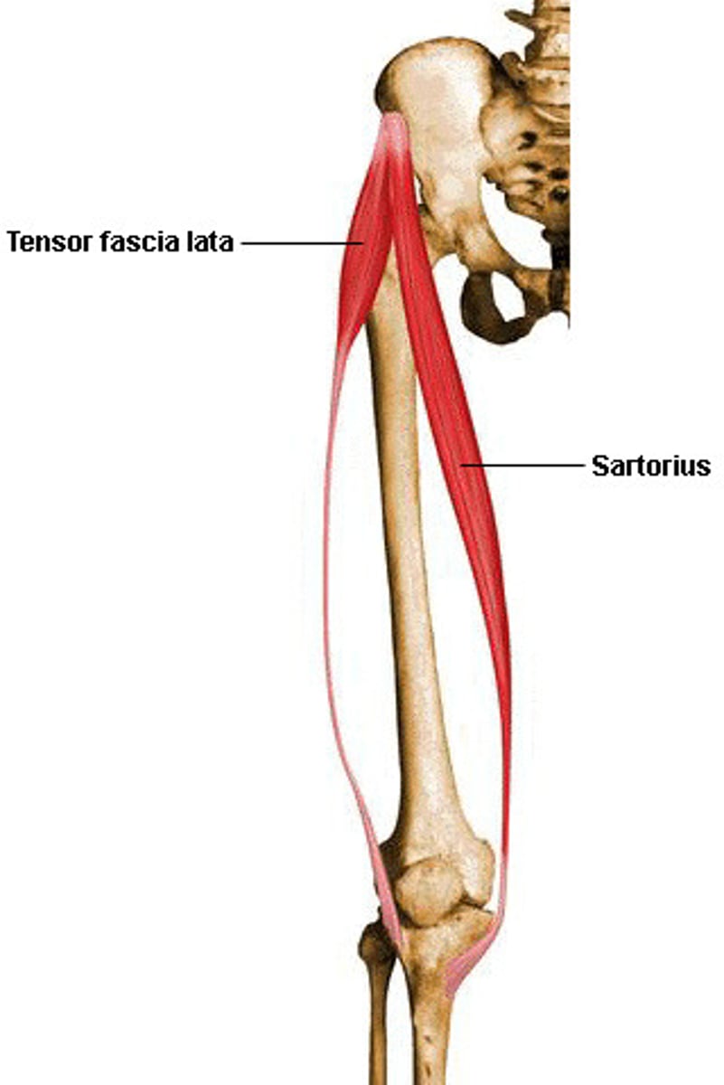<p>-Origin Iliac crest</p><p>-Insertion Iliotibial tract</p><p>-Nerve Superior gluteal nerve (L4, L5, S1)</p><p>-Actions</p><p>=Hip; flexion, medial rotation, abduction</p>