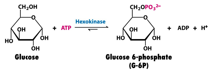 glucose to glucose 6-phosphate