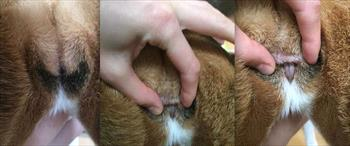 <p>A conformational issue where the vulva is partially or completely engulfed by skin folds</p>