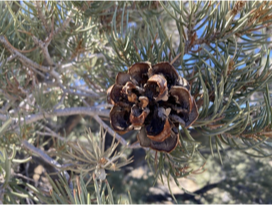 <p>one needle circular, 1.6inch , bigger cones than 2 needles, edible seeds,&nbsp;</p>