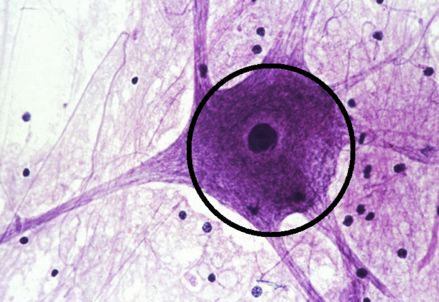 <p>identify this structure (circled area)</p>